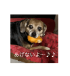 ブーとサクラ（個別スタンプ：8）