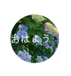 さわやか花の写真おはようスタンプ（個別スタンプ：2）