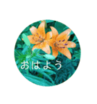さわやか花の写真おはようスタンプ（個別スタンプ：4）