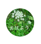 さわやか花の写真おはようスタンプ（個別スタンプ：7）