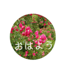 さわやか花の写真おはようスタンプ（個別スタンプ：8）