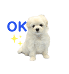 マルプーもものすけ 子犬ver.（個別スタンプ：2）