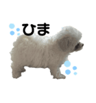 マルプーもものすけ 子犬ver.（個別スタンプ：3）