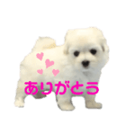 マルプーもものすけ 子犬ver.（個別スタンプ：4）