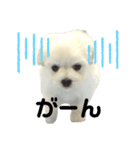 マルプーもものすけ 子犬ver.（個別スタンプ：5）