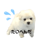 マルプーもものすけ 子犬ver.（個別スタンプ：6）