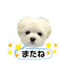 マルプーもものすけ 子犬ver.（個別スタンプ：7）
