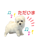 マルプーもものすけ 子犬ver.（個別スタンプ：8）