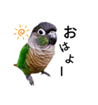 あらあらアロエちゃん☘ウロコインコ（個別スタンプ：1）