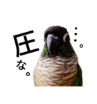 あらあらアロエちゃん☘ウロコインコ（個別スタンプ：2）