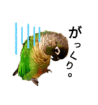 あらあらアロエちゃん☘ウロコインコ（個別スタンプ：3）