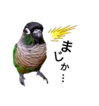 あらあらアロエちゃん☘ウロコインコ（個別スタンプ：4）