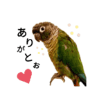 あらあらアロエちゃん☘ウロコインコ（個別スタンプ：5）