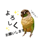 あらあらアロエちゃん☘ウロコインコ（個別スタンプ：7）