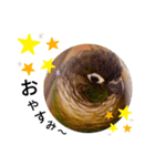 あらあらアロエちゃん☘ウロコインコ（個別スタンプ：8）