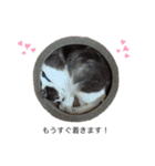 ちこともも（個別スタンプ：10）