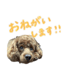 愛すべきくうちゃん第三弾（個別スタンプ：5）