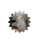 mogmog Come（個別スタンプ：1）