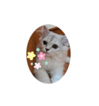 mogmog Come（個別スタンプ：5）