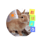うさぎのみにたんの一日（個別スタンプ：1）