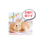 うさぎのみにたんの一日（個別スタンプ：7）