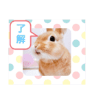うさぎのみにたんの一日（個別スタンプ：8）