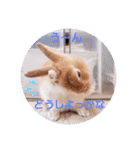 うさぎのみにたんの一日（個別スタンプ：10）