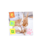 うさぎのみにたんの一日（個別スタンプ：12）