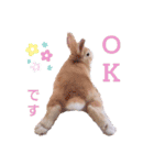 うさぎのみにたんの一日（個別スタンプ：13）