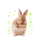 うさぎのみにたんの一日（個別スタンプ：14）