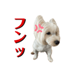 イブ＆きなこ（個別スタンプ：5）