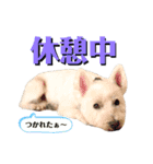 イブ＆きなこ（個別スタンプ：6）
