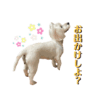 イブ＆きなこ（個別スタンプ：9）