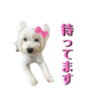 イブ＆きなこ（個別スタンプ：10）