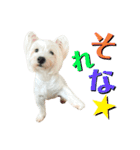イブ＆きなこ（個別スタンプ：12）