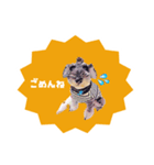 ハーディ（個別スタンプ：4）