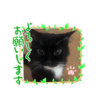 mikotoだよ（個別スタンプ：7）