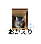 じじ日和（個別スタンプ：6）