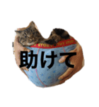 じじ日和（個別スタンプ：9）