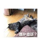 じじ日和（個別スタンプ：11）