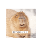もっと田村を知って！（個別スタンプ：5）