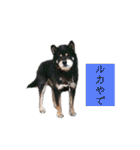 うちの愛犬-ルカ-（個別スタンプ：23）