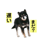 うちの愛犬-ルカ-（個別スタンプ：24）