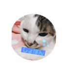 ウチのミーくん（個別スタンプ：3）