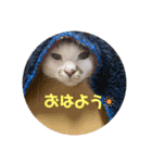 ウチのミーくん（個別スタンプ：5）