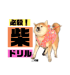 柴犬ぬいちゃん（個別スタンプ：1）