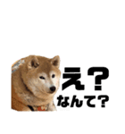 柴犬ぬいちゃん（個別スタンプ：2）