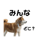 柴犬ぬいちゃん（個別スタンプ：3）