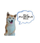 柴犬ぬいちゃん（個別スタンプ：4）