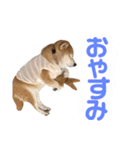 柴犬ぬいちゃん（個別スタンプ：5）
